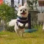 Little＊の画像