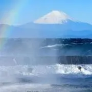 ふじの画像