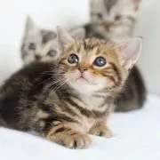 猫の画像