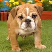Toraiton