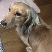 かづき