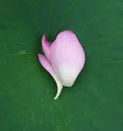 R.の画像