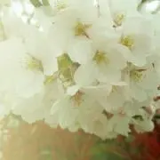 いちごちゃんの画像