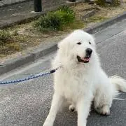 チューイの画像