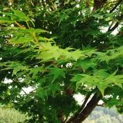 komeの画像