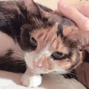 kit.