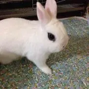 miRu
