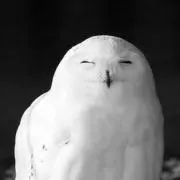 P子