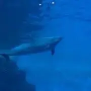 アライバの画像