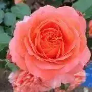 rose