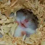 cccの画像