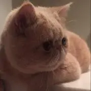 あぼちゃん
