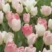 ♡iの画像