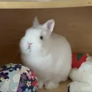 えくれーる☘️お値下げ歓迎