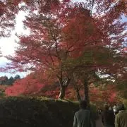 くりのきの画像