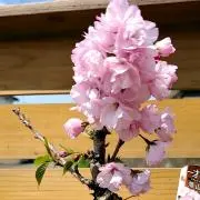 ききららの画像
