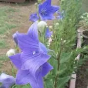syusononの画像