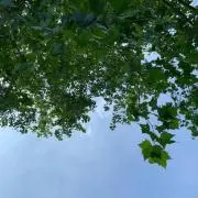 Momongaの画像