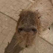 ごろきいの画像