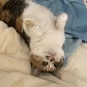 うめみかんの画像