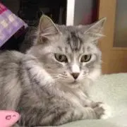 ニコリン