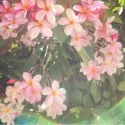 Laniの画像