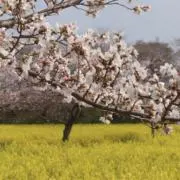 EKOの画像