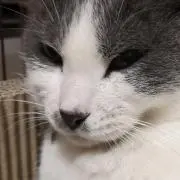 A相