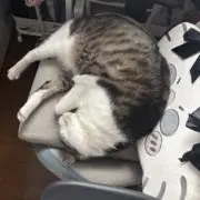 みみの画像