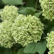 aysNの画像