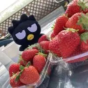 ちゃんまいの画像