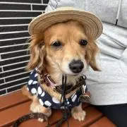 ハッピーの画像