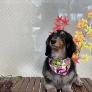 おしばなの画像