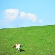 tonmaの画像