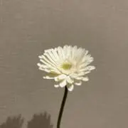 masan-3の画像
