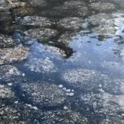 K.の画像