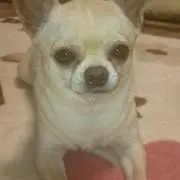 ハナブー