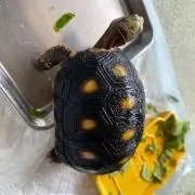 なちゅはちゅ