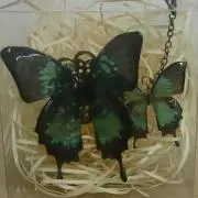 菖蒲