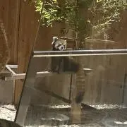 レッサーパンダと暮らしたいの画像