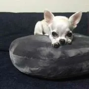 もっさん