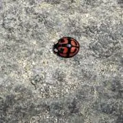 勝虫