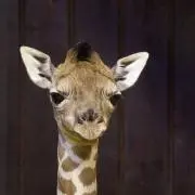 イチゴソーダの画像