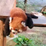 はなこの画像
