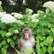 バナナの画像
