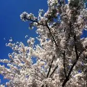 みえみえこ