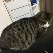 ゲンキ