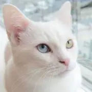 snowdomeの画像