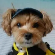 ライの画像
