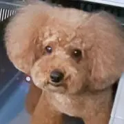 こむぎ